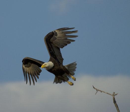 eagle-fox-heron-moon-4-9-2009_040909_6838