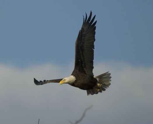 eagle-fox-heron-moon-4-9-2009_040909_6839