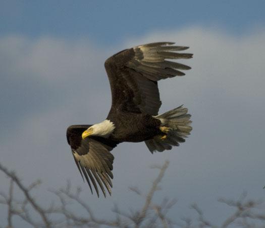 eagle-fox-heron-moon-4-9-2009_040909_6840