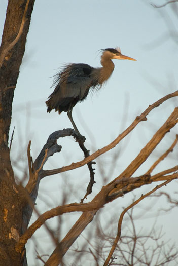 eagle-fox-heron-moon-4-9-2009_040909_69931