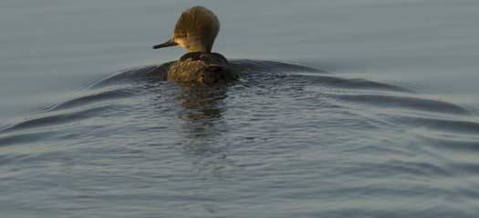 eagles-mergansers-kingfisher-12-8-2007_3298copy1.jpg