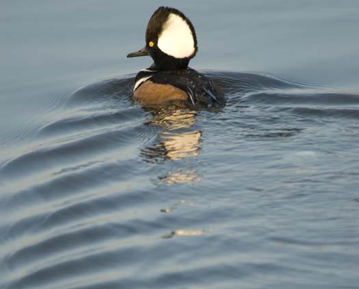 eagles-mergansers-kingfisher-12-8-2007_3336copy1.jpg