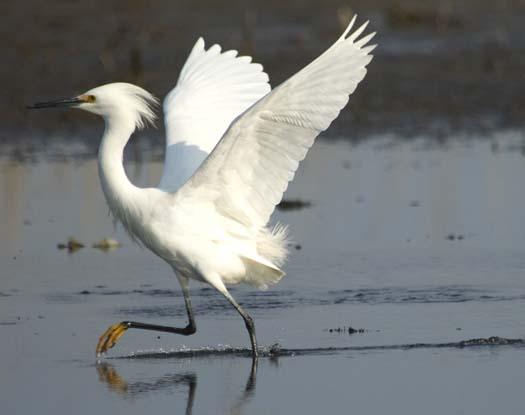 egret-4-30-2008_043008_5745.jpg