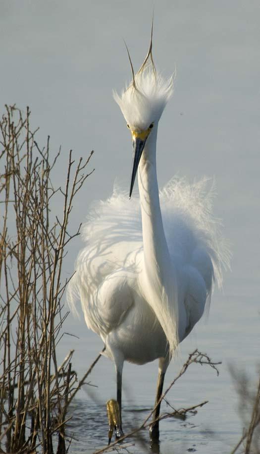 egret-5-21-2008_052108_7190.jpg