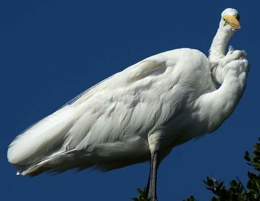 egret-8-12-2008_081208_7943.jpg