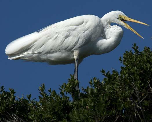 egret-8-12-2008_081208_7947.jpg