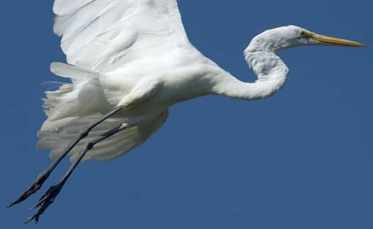 egret-8-12-2008_081208_7962.jpg