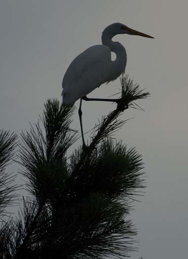 egret-roost-9-13-2008_091308_9077.jpg