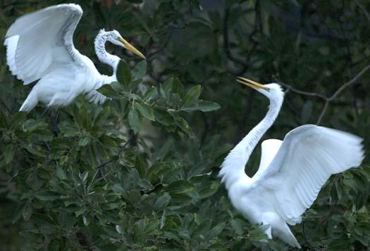 egret-roost-9-13-2008_091308_9114.jpg