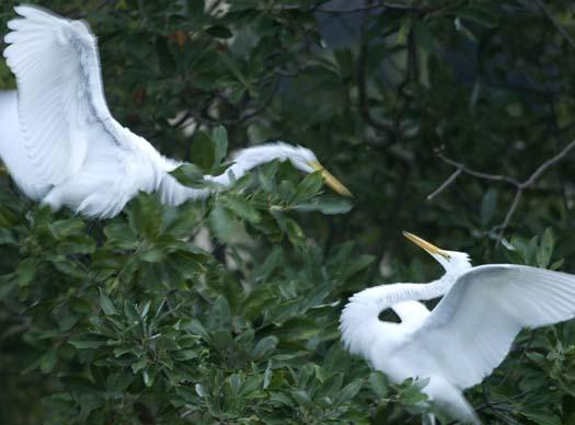 egret-roost-9-13-2008_091308_9122.jpg