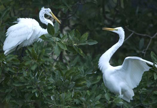 egret-roost-9-13-2008_091308_9150.jpg