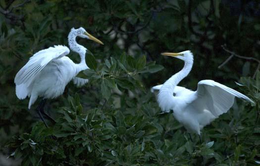 egret-roost-9-13-2008_091308_9189.jpg