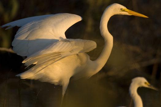 egrets-10-2-2008_100208_0058.jpg