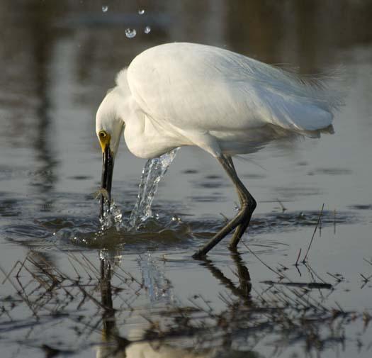 egrets-4-21-2008_052108_7100.jpg