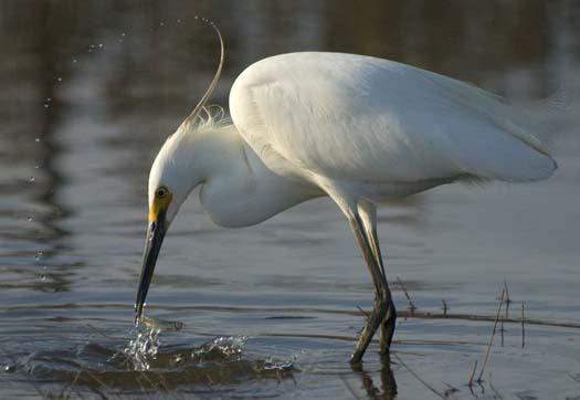 egrets-4-21-2008_052108_7147.jpg