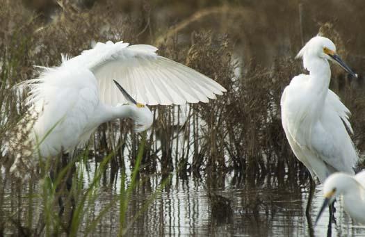 egrets-5-23-2008_052308_7930.jpg