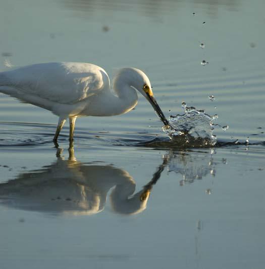 egrets-5-24-2008_052408_8035.jpg