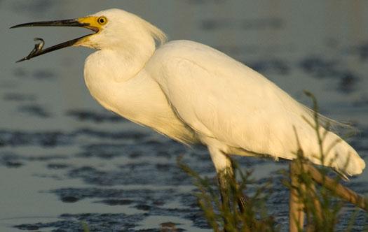 egrets-6292009_062909_2914