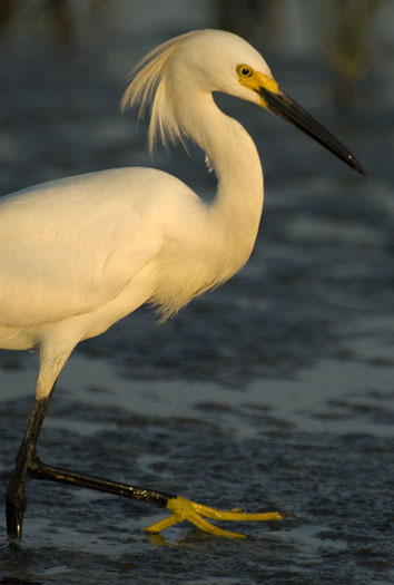 egrets-6292009_062909_2962