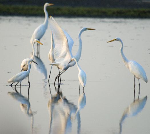 egrets-at-primehook-8172009_5871