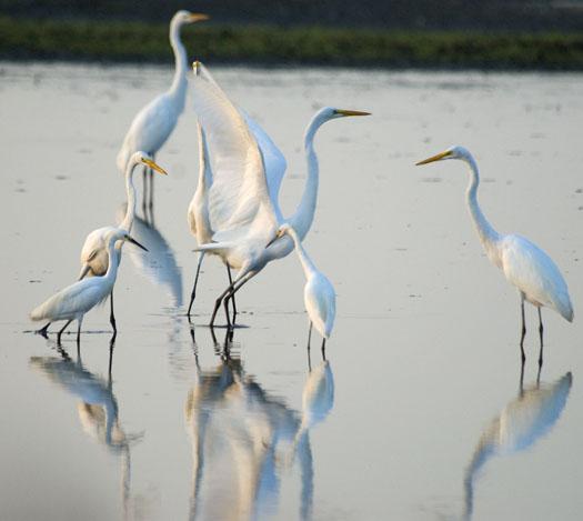 egrets-at-primehook-8172009_5871