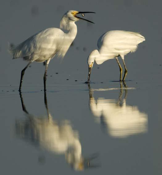 egrets-cormorant-9-7-2008_090708_8854.jpg