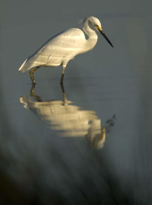 egrets-cormorant-9-7-2008_090708_8905.jpg