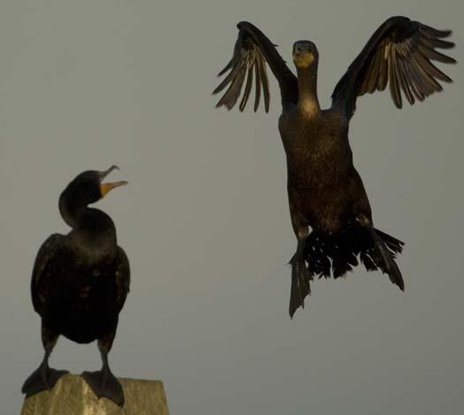 egrets-cormorant-9-7-2008_090708_8967.jpg