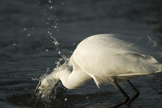 egrets-fishing-4-16-2009_041609_7136