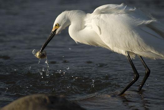 egrets-fishing-4-16-2009_041609_7138