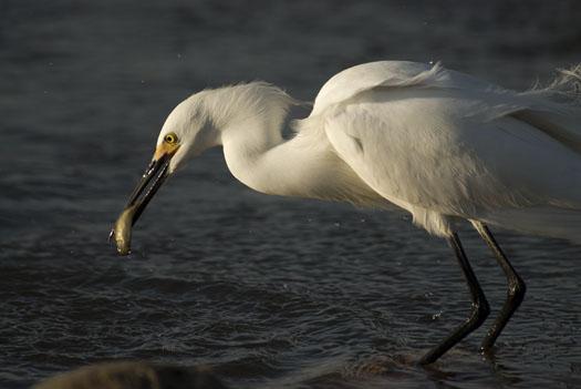 egrets-fishing-4-16-2009_041609_7139