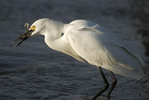 egrets-fishing-4-16-2009_041609_71443