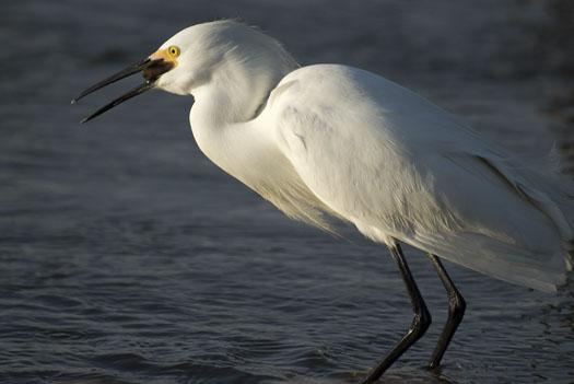 egrets-fishing-4-16-2009_041609_7147