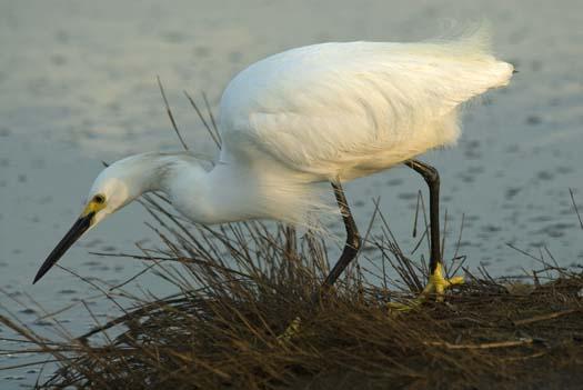 egrets-fishing-6-1-2008_060108_1778.jpg