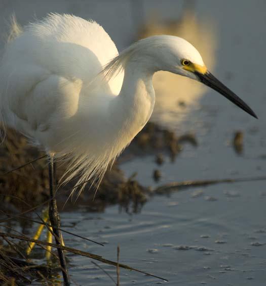 egrets-fishing-6-1-2008_060108_18122.jpg