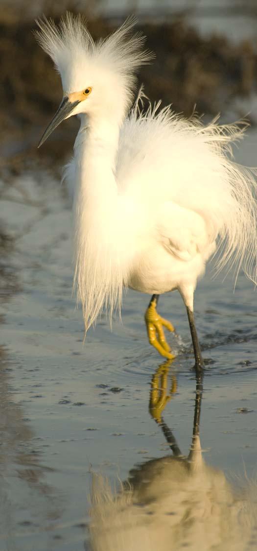 egrets-fishing-6-1-2008_060108_1825.jpg