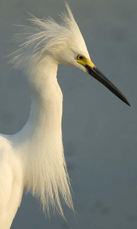 egrets-fishing-6-1-2008_060108_1845.jpg