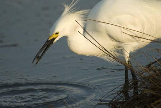 egrets-fishing-6-1-2008_060108_1888.jpg