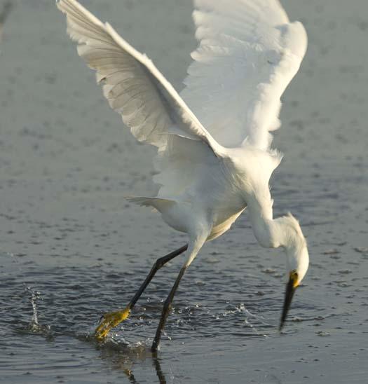 egrets-fishing-6-1-2008_060108_2006.jpg