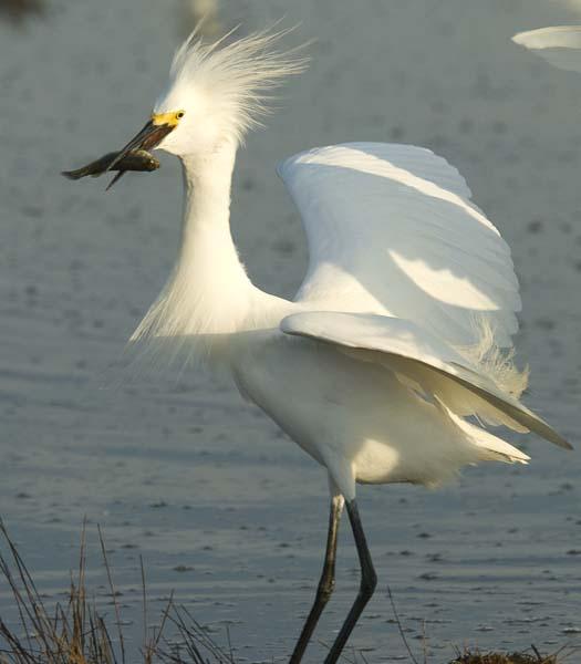 egrets-fishing-6-1-2008_060108_2021.jpg