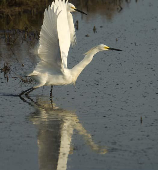egrets-fishing-6-1-2008_060108_2034.jpg
