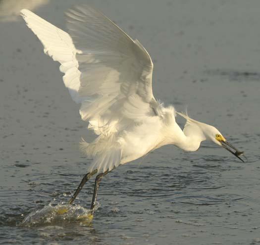 egrets-fishing-6-1-2008_060108_2039.jpg