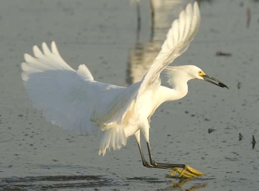 egrets-fishing-6-1-2008_060108_2041.jpg