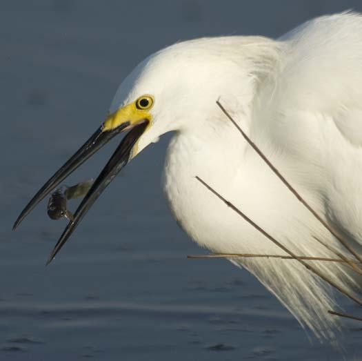 egrets-fishing2-6-1-2008_060108_2172.jpg