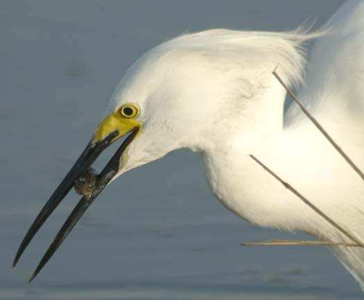 egrets-fishing2-6-1-2008_060108_2173.jpg