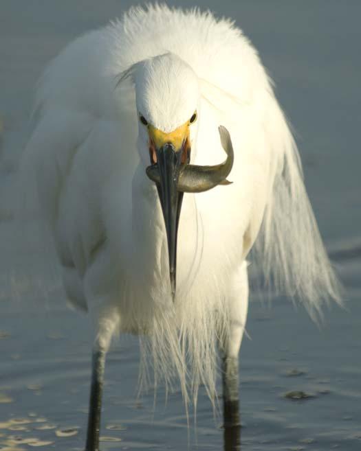 egrets-fishing2-6-1-2008_060108_2179.jpg