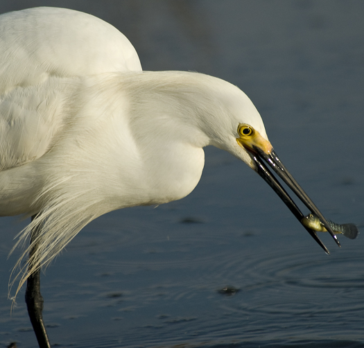 egrets-fishing2-6-1-2008_060108_2202.jpg