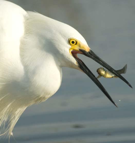 egrets-fishing2-6-1-2008_060108_2206.jpg