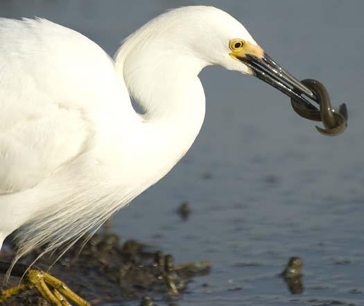 egrets-fishing2-6-1-2008_060108_2262.jpg