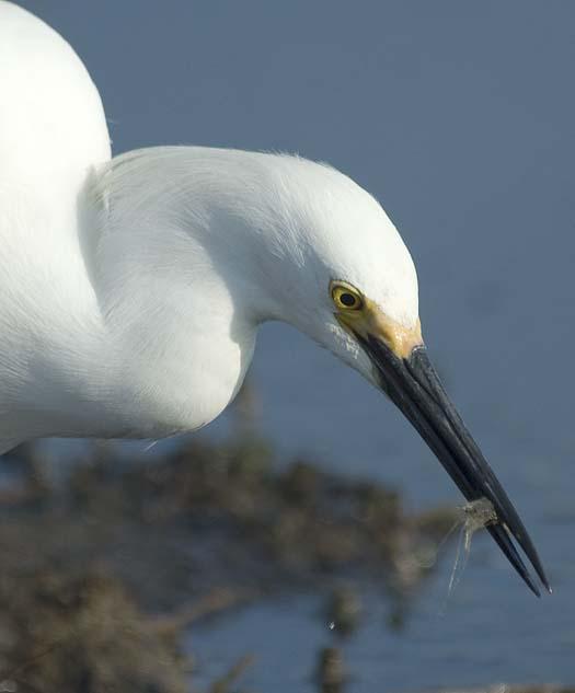 egrets-fishing2-6-1-2008_060108_2285.jpg